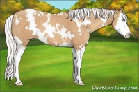 Horse Color:White Spotted Silver Classic Champagne Splash 