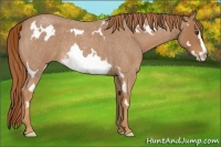 Horse Color:White Spotted Red Roan Frame 