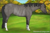 Horse Color:Grullo Rabicano 