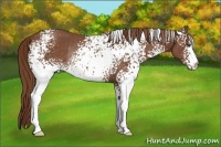 Horse Color:White Spotted Chestnut Rabicano 