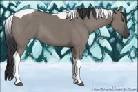 Horse Color:Grullo Tobiano