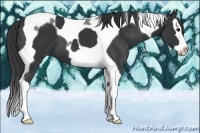 Horse Color:Black Splash Tobiano