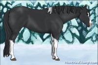Horse Color:Black Splash Tobiano 