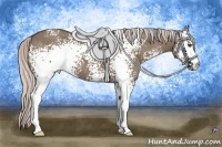Horse Color:White Spotted Silver Grullo 