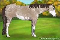 Horse Color:Classic Champagne Ice Sabino