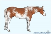 Horse Color:White Spotted Silver Bay Sabino Splash 