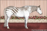 Horse Color:White Spotted Silver Black 