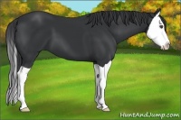 Horse Color:Black Splash 