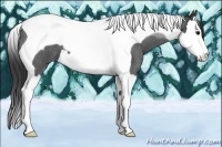 Horse Color:Blue Roan Splash Tobiano 