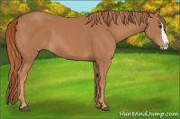 Horse Color:Chestnut Splash 