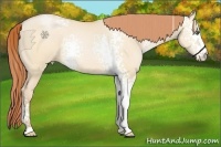 Horse Color:White Spotted Buckskin Pearl Dun 