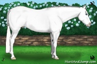 Horse Color:White Spotted Silver Amber Champagne Pearl Sabino Splash Appaloosa Rabicano