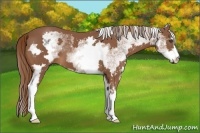 Horse Color:White Spotted Chestnut Frame 