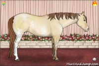 Horse Color:White Spotted Bay Pearl Dun 