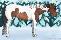 Horse Color:Bay Tobiano Rabicano 