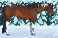 Horse Color:Bay Tobiano Rabicano 
