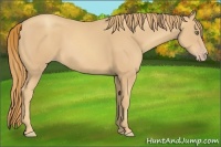 Horse Color:Gold Champagne 