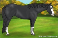 Horse Color:Black Splash