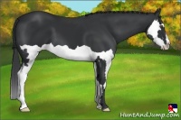 Horse Color:Black Splash Frame
