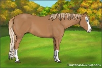 Horse Color:Chestnut Splash 