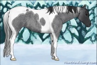 Horse Color:Blue Roan Tobiano