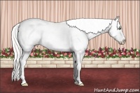 Horse Color:Silver Amber Cream Champagne Pearl Sabino Splash Appaloosa 