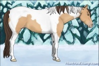 Horse Color:Amber Champagne Tobiano
