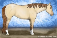 Horse Color:Bay Pearl Dun 