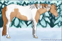 Horse Color:Gold Champagne Tobiano