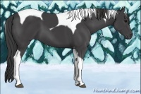 Horse Color:Smoky Black Tobiano 