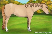 Horse Color:Gold Champagne Rabicano 