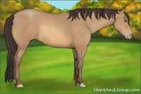 Horse Color:Amber Champagne Rabicano 