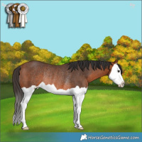 Horse Color:Bay Splash Rabicano