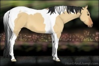 Horse Color:Bay Dun Tobiano 