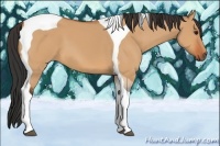 Horse Color:Bay Dun Tobiano 
