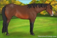 Horse Color:Bay Splash 