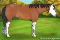 Horse Color:Bay Splash 