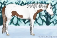 Horse Color:Chestnut Splash Tobiano