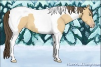 Horse Color:Amber Cream Champagne Tobiano 