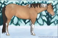 Horse Color:Amber Champagne Tobiano 