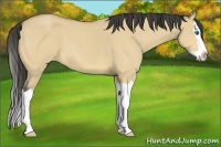 Horse Color:Buckskin Roan Dun Splash 
