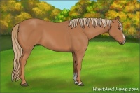 Horse Color:Chestnut Sabino