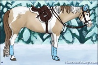 Horse Color:Grullo Pearl Splash Tobiano