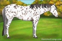 Horse Color:Bay Roan Splash Appaloosa 