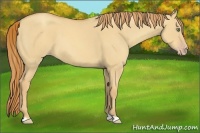 Horse Color:Gold Champagne Dun