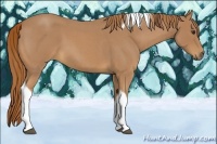 Horse Color:Red Roan Tobiano Rabicano 