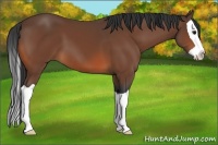 Horse Color:Bay Splash 
