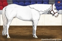 Horse Color:Palomino Ice Splash Frame Appaloosa 