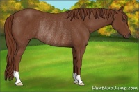 Horse Color:Chestnut Rabicano 
