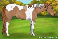 Horse Color:Red Roan Tobiano 